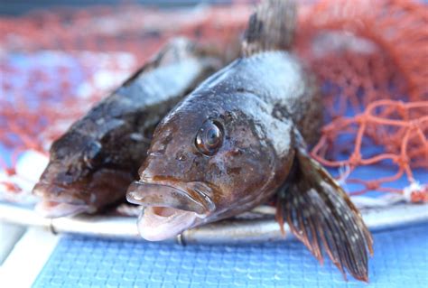 愛魚|アイナメ（鮎並）とは？旬の時期はいつ？値段や味わ。